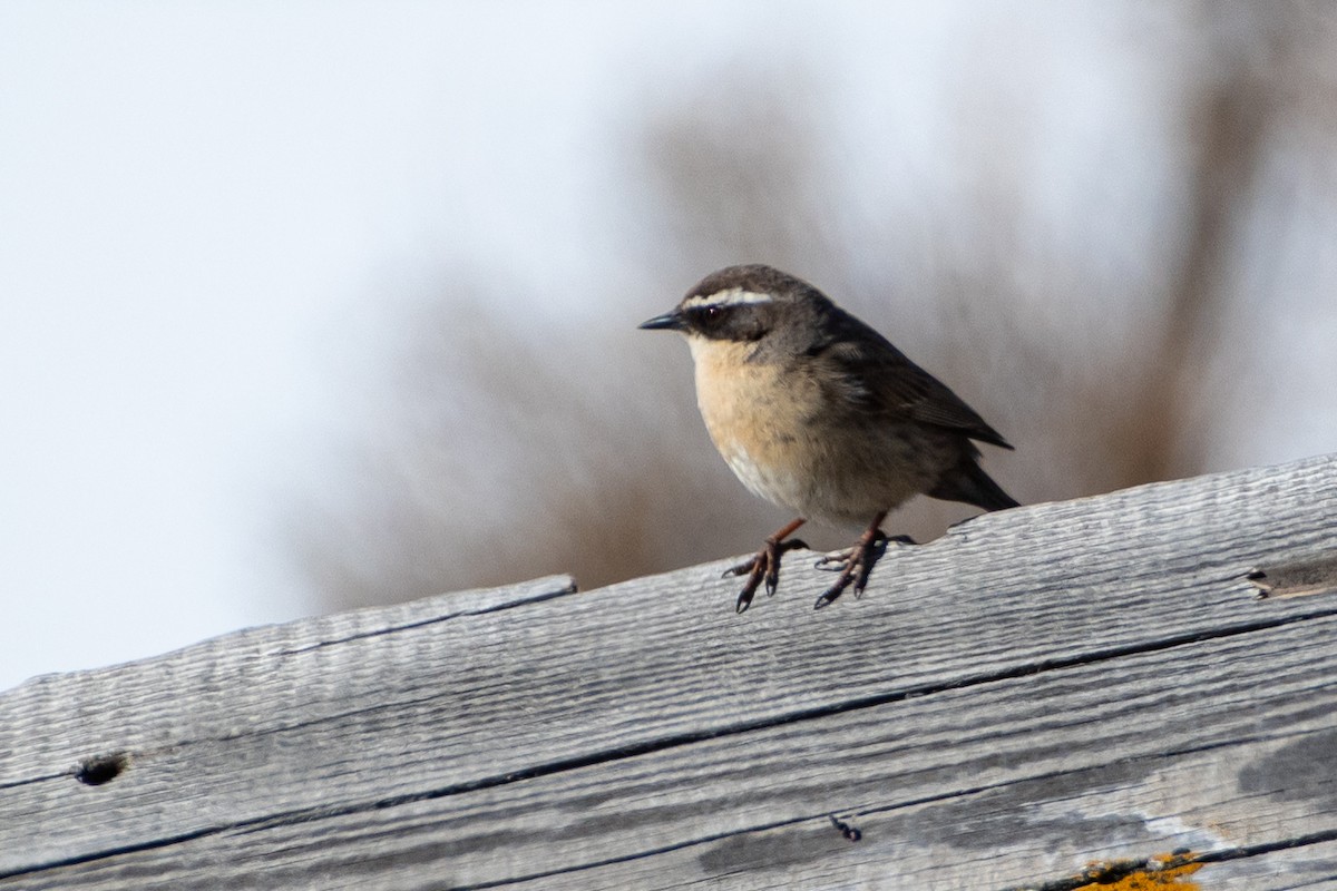 Brown Accentor - ML620672461