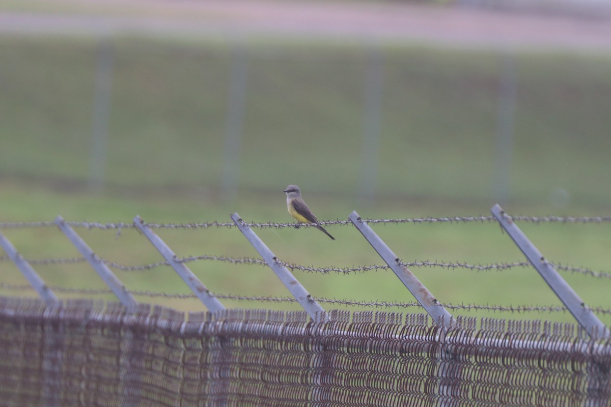 Western Kingbird - ML620672465