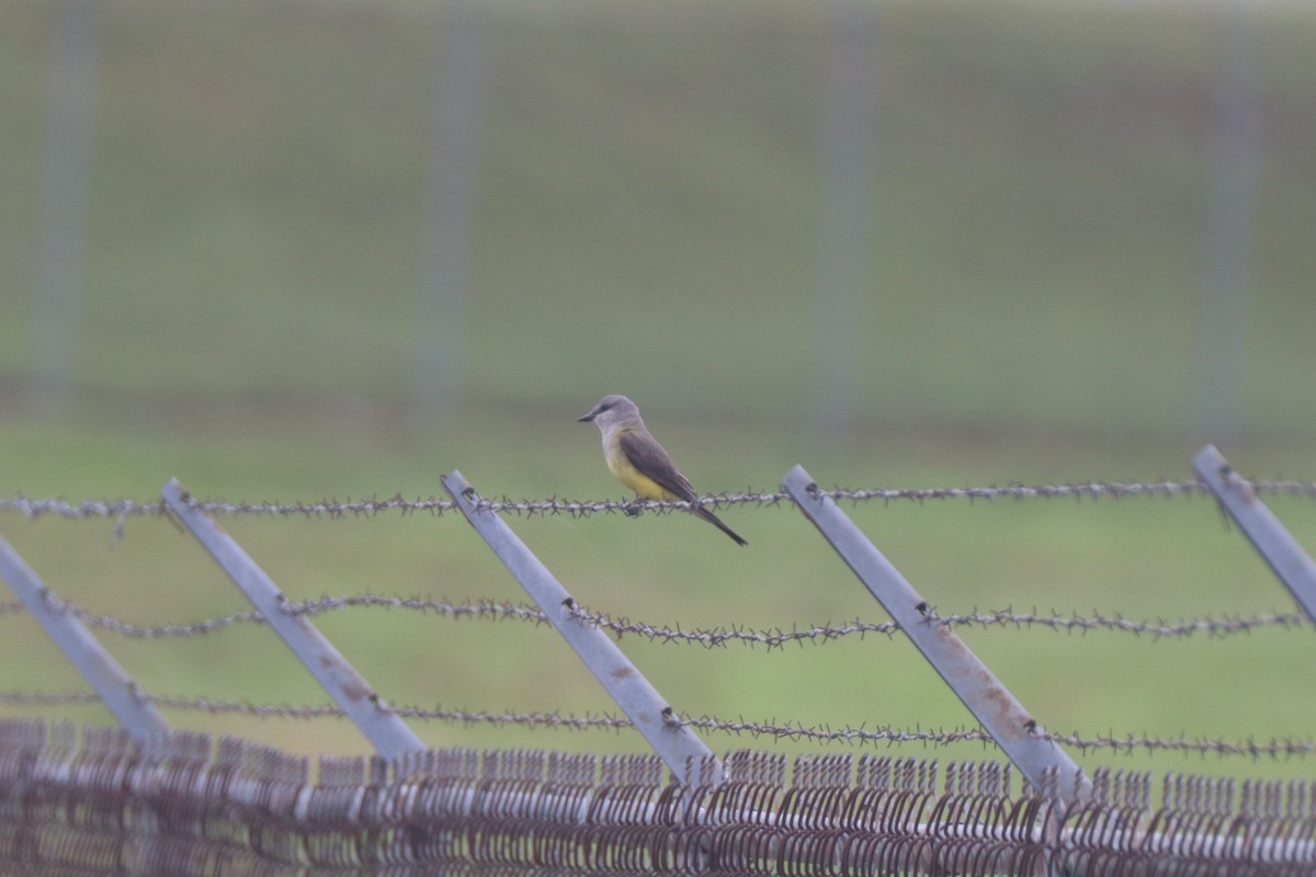 Western Kingbird - ML620672483