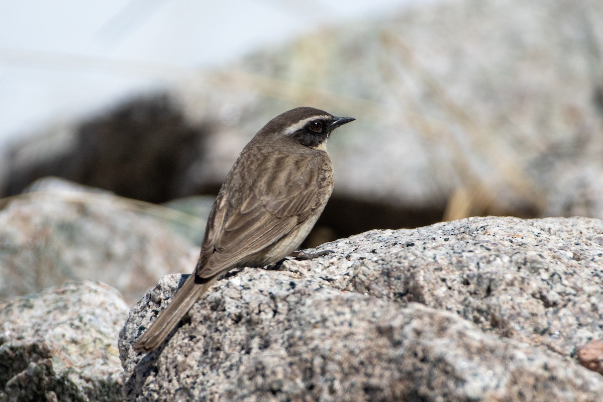 Brown Accentor - ML620672484