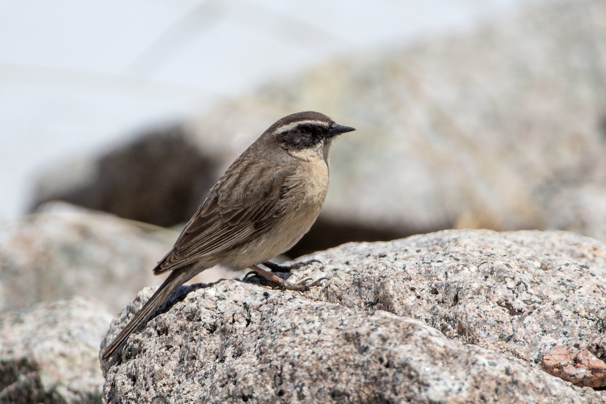 Brown Accentor - ML620672485