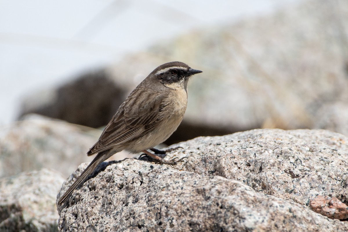 Brown Accentor - ML620672486