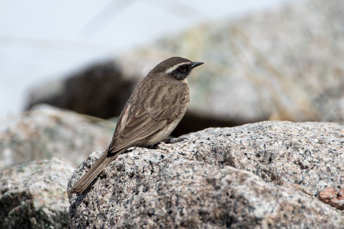 Brown Accentor - ML620672487