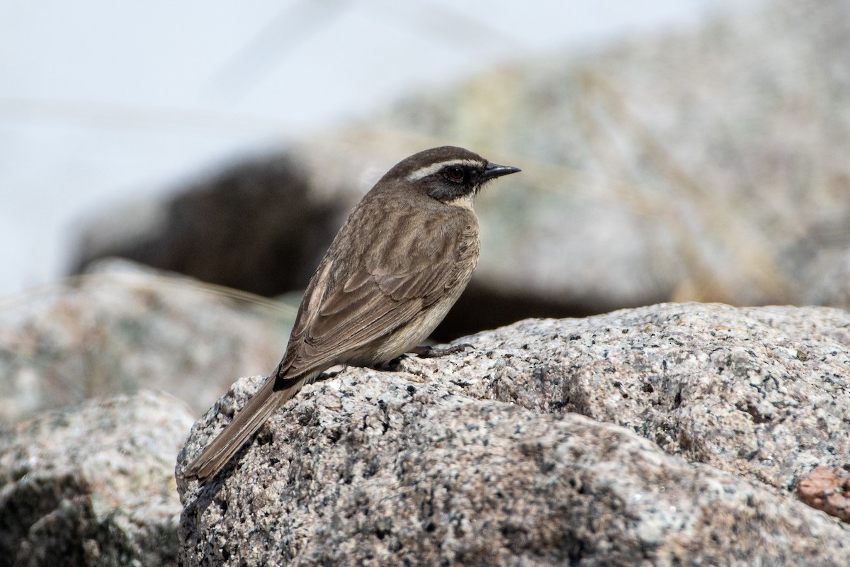 Brown Accentor - ML620672489