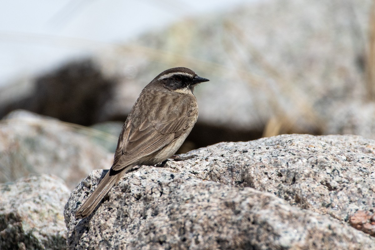 Brown Accentor - ML620672491