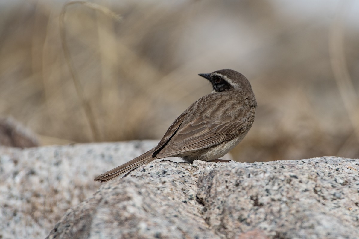Brown Accentor - ML620672492