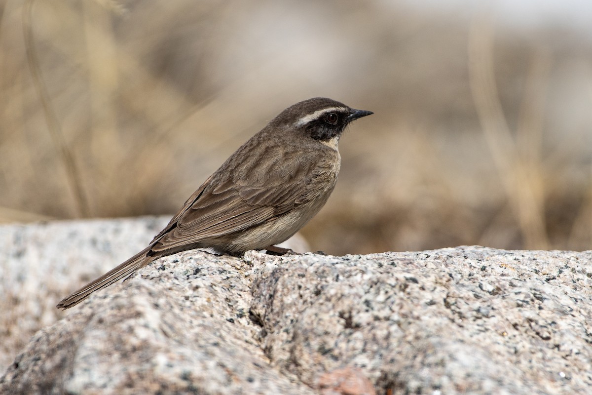 Brown Accentor - ML620672495