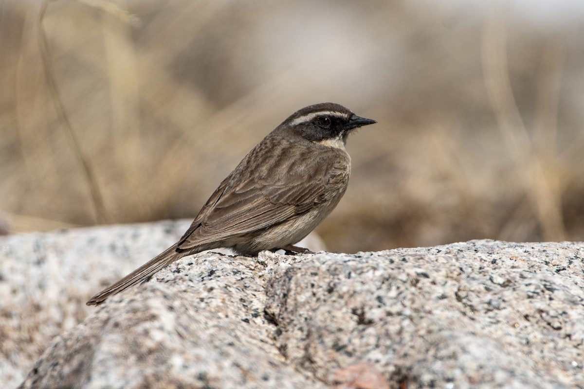 Brown Accentor - ML620672496