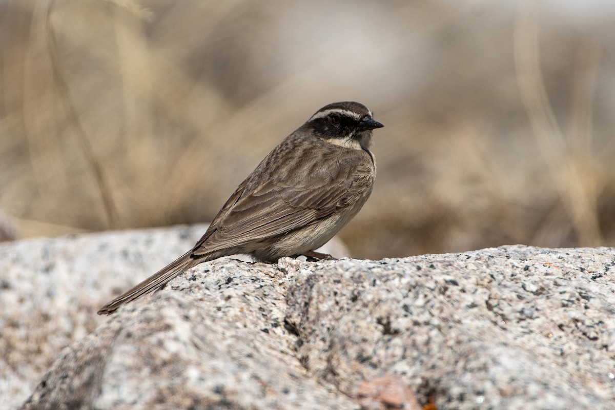 Brown Accentor - ML620672497