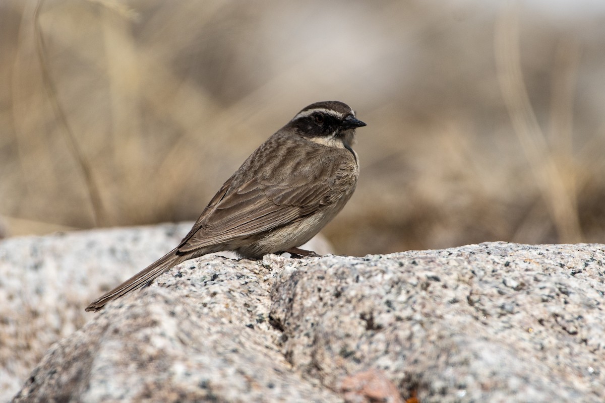 Brown Accentor - ML620672498