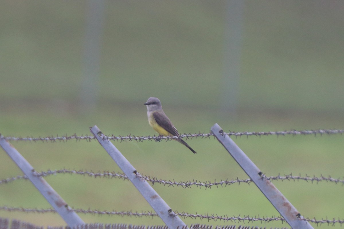 Western Kingbird - Matt Conn