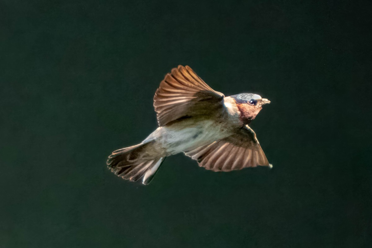 Cliff Swallow - ML620672504