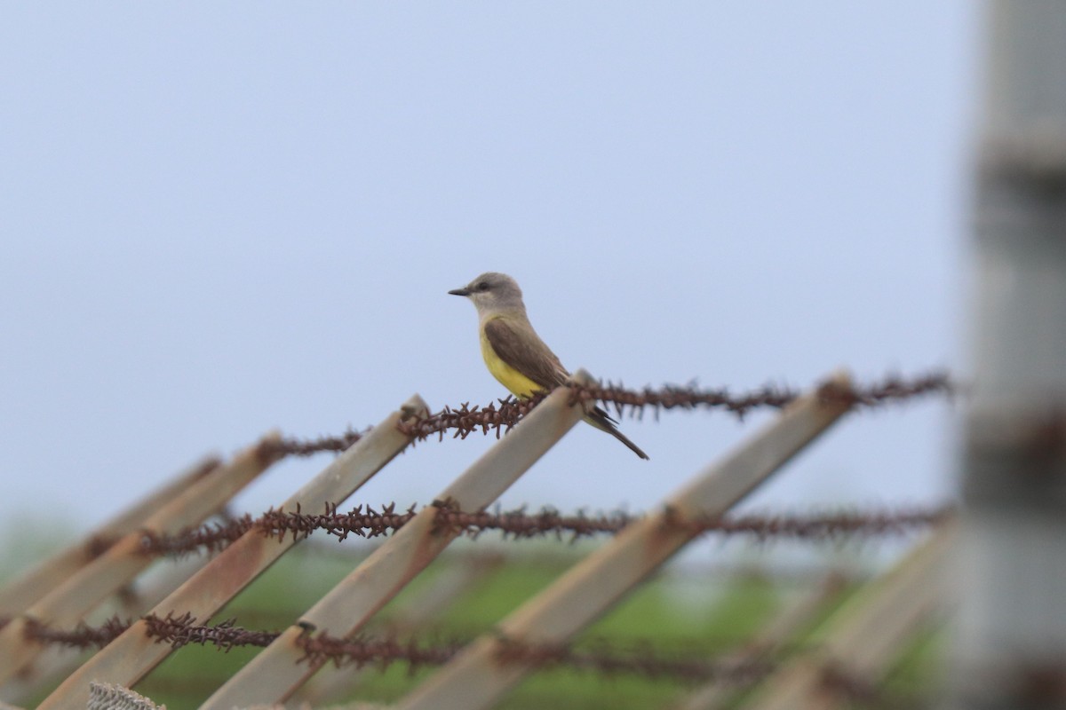 Western Kingbird - ML620672505