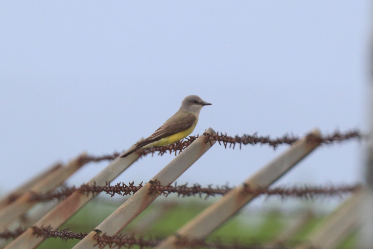 Western Kingbird - ML620672507