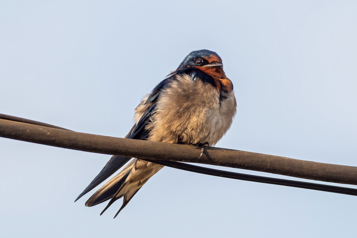 Angola Swallow - ML620672509