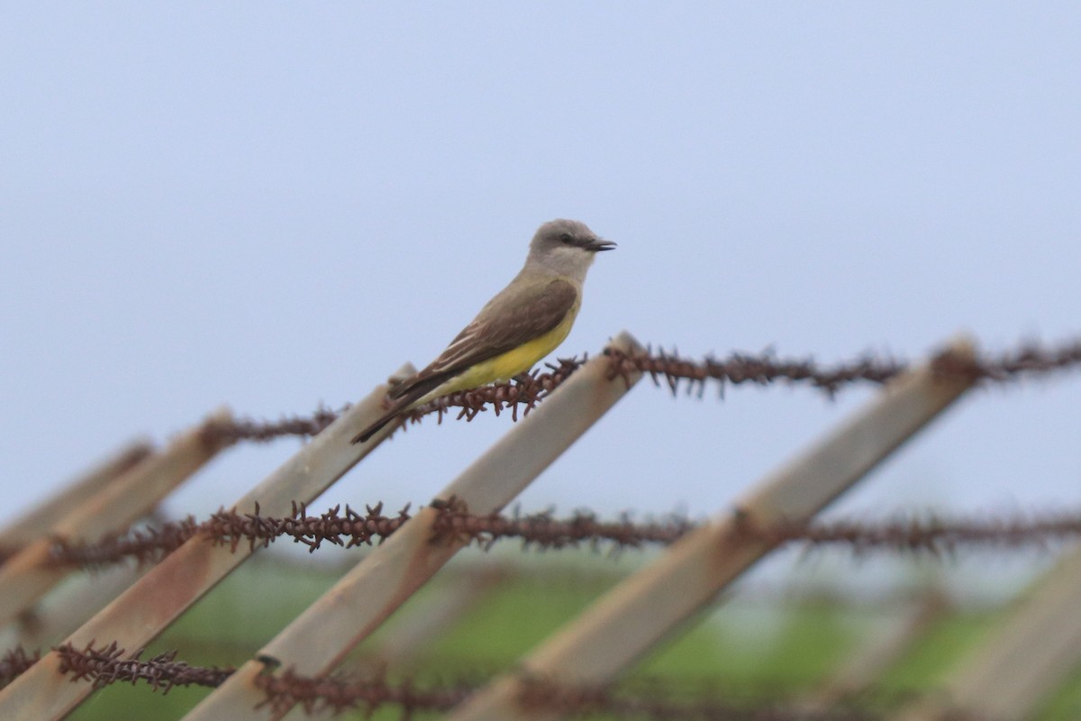 Western Kingbird - ML620672510