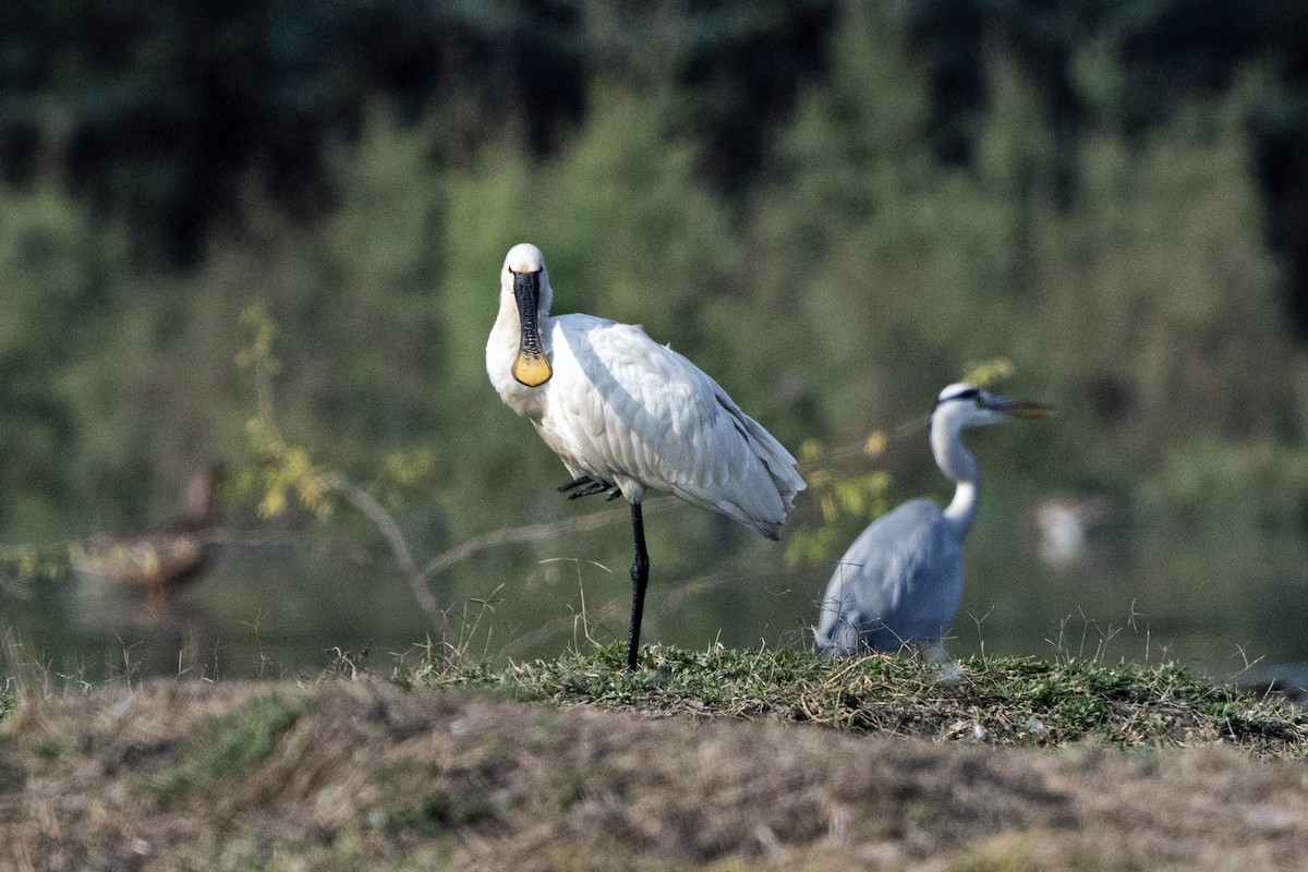 Eurasian Spoonbill - ML620672512