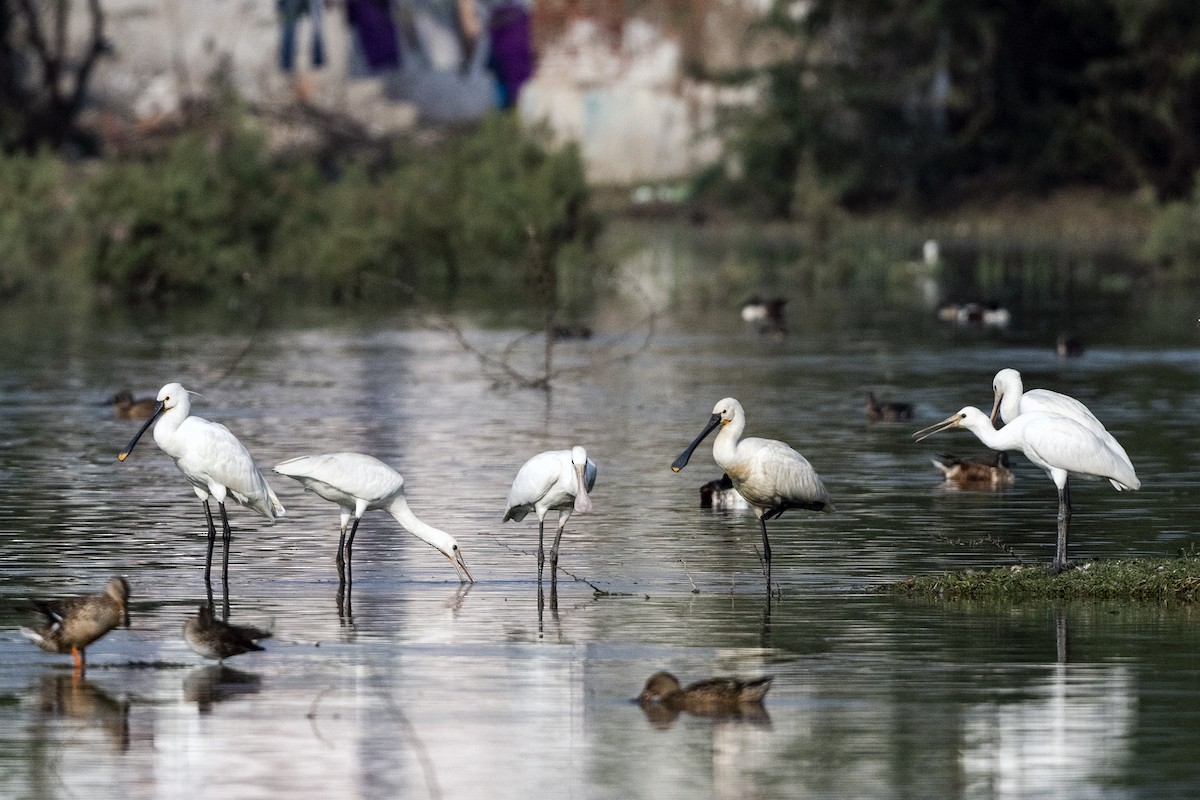 Eurasian Spoonbill - ML620672513