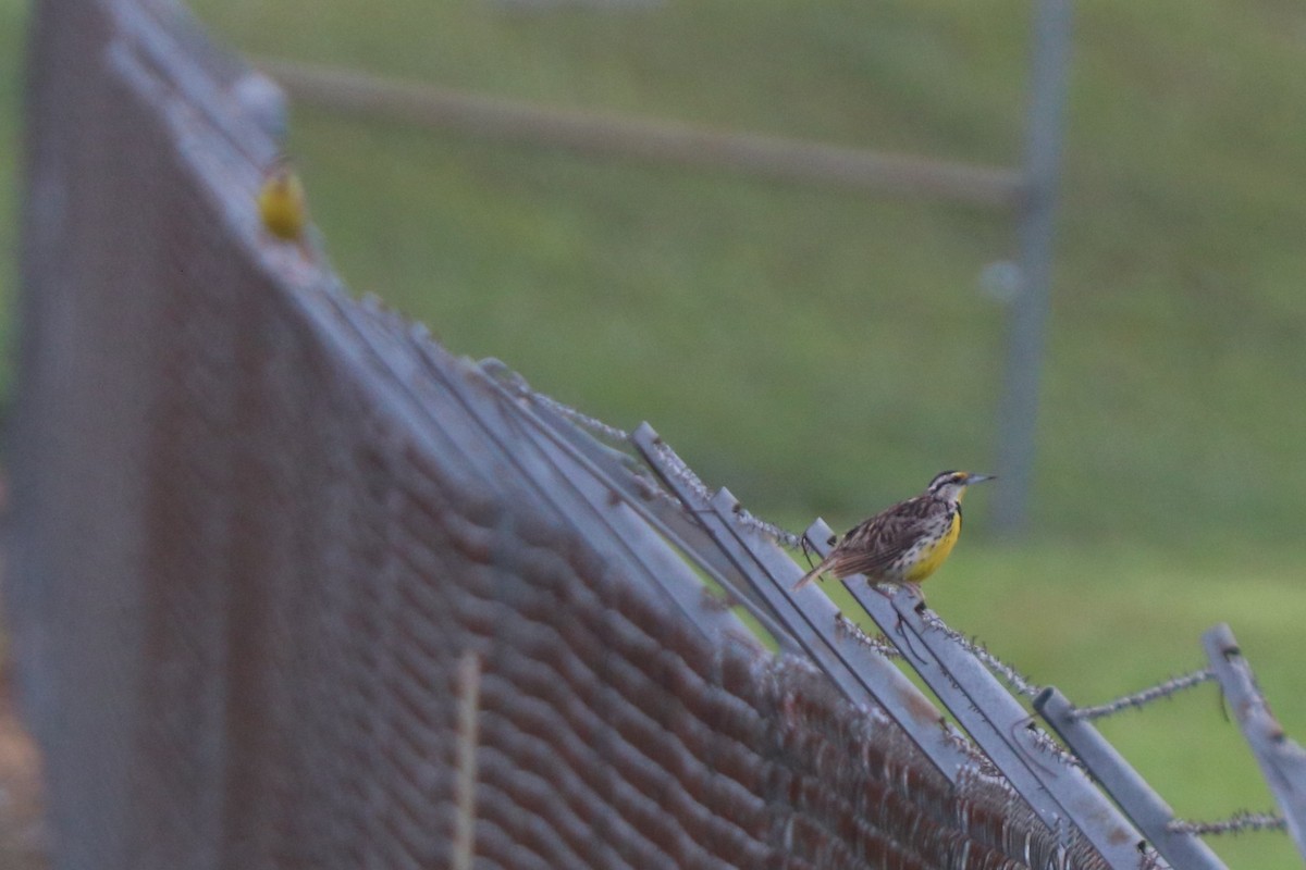 Eastern Meadowlark - ML620672522