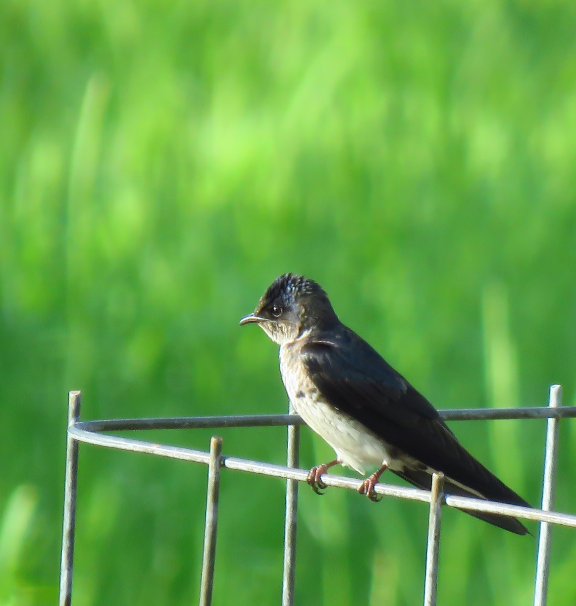 Purple Martin - ML620672524