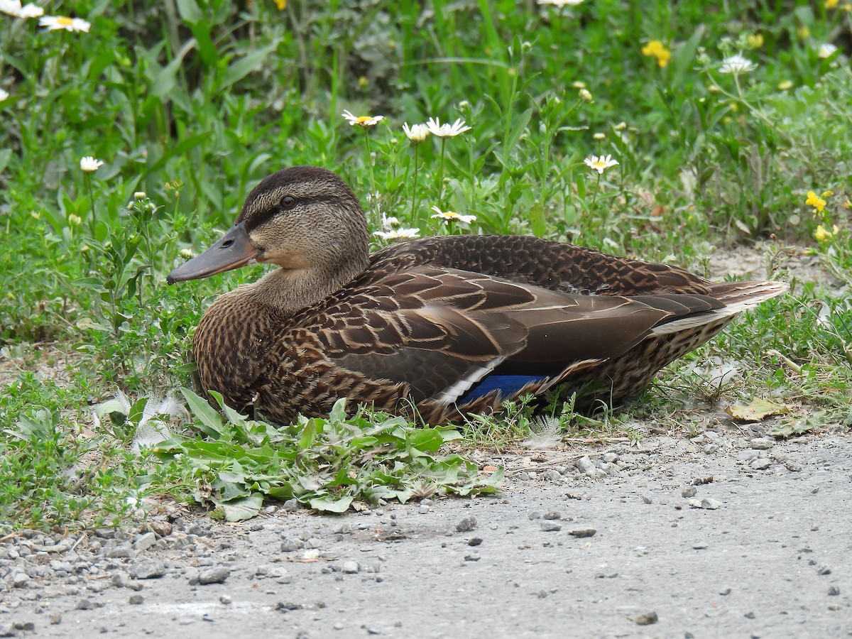 Mallard - ML620672526