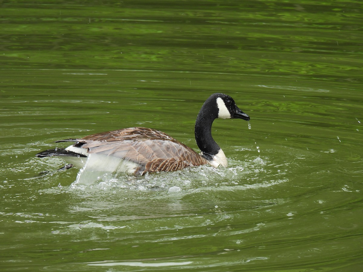 Canada Goose - ML620672528