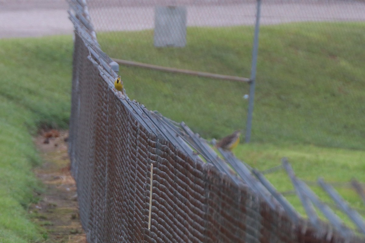 Eastern Meadowlark - Matt Conn