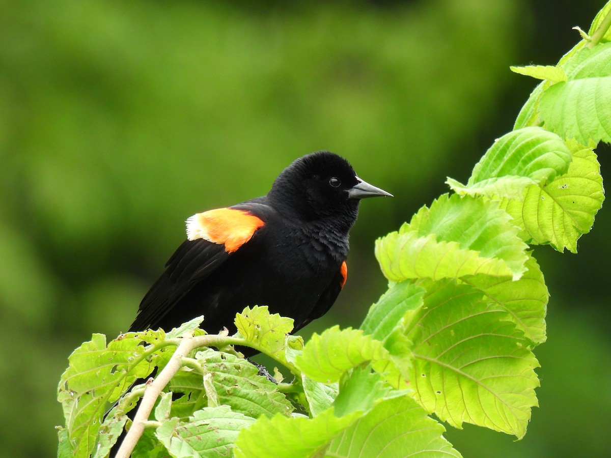 Red-winged Blackbird - ML620672536