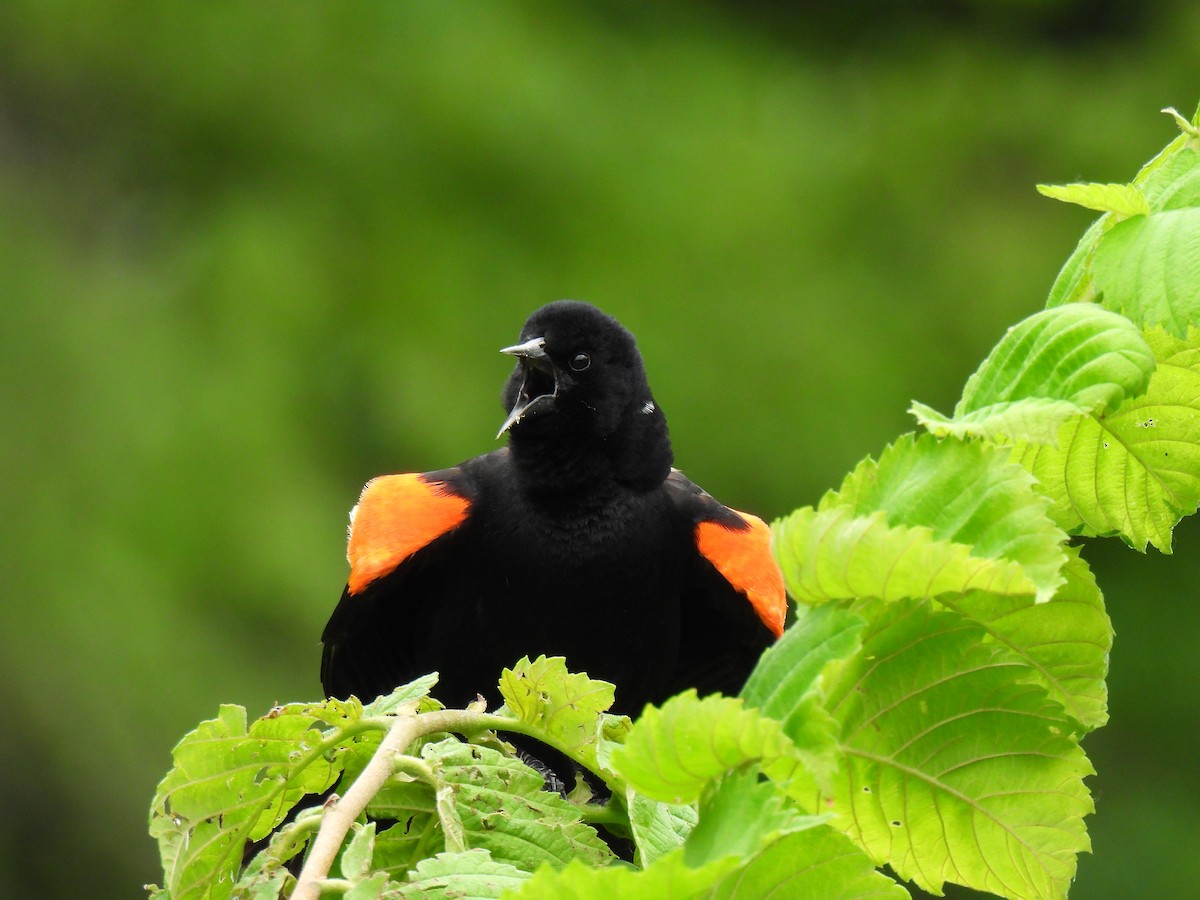 Red-winged Blackbird - ML620672537