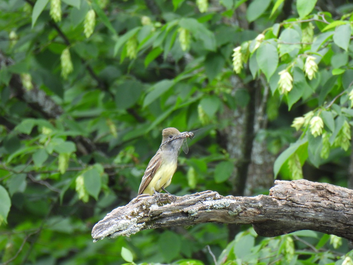 Great Crested Flycatcher - ML620672539