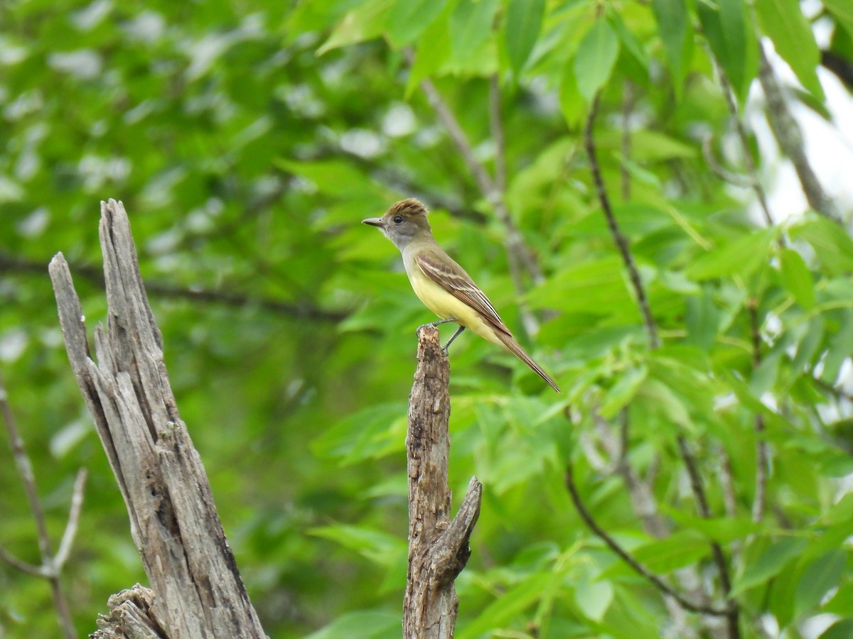 Great Crested Flycatcher - ML620672540