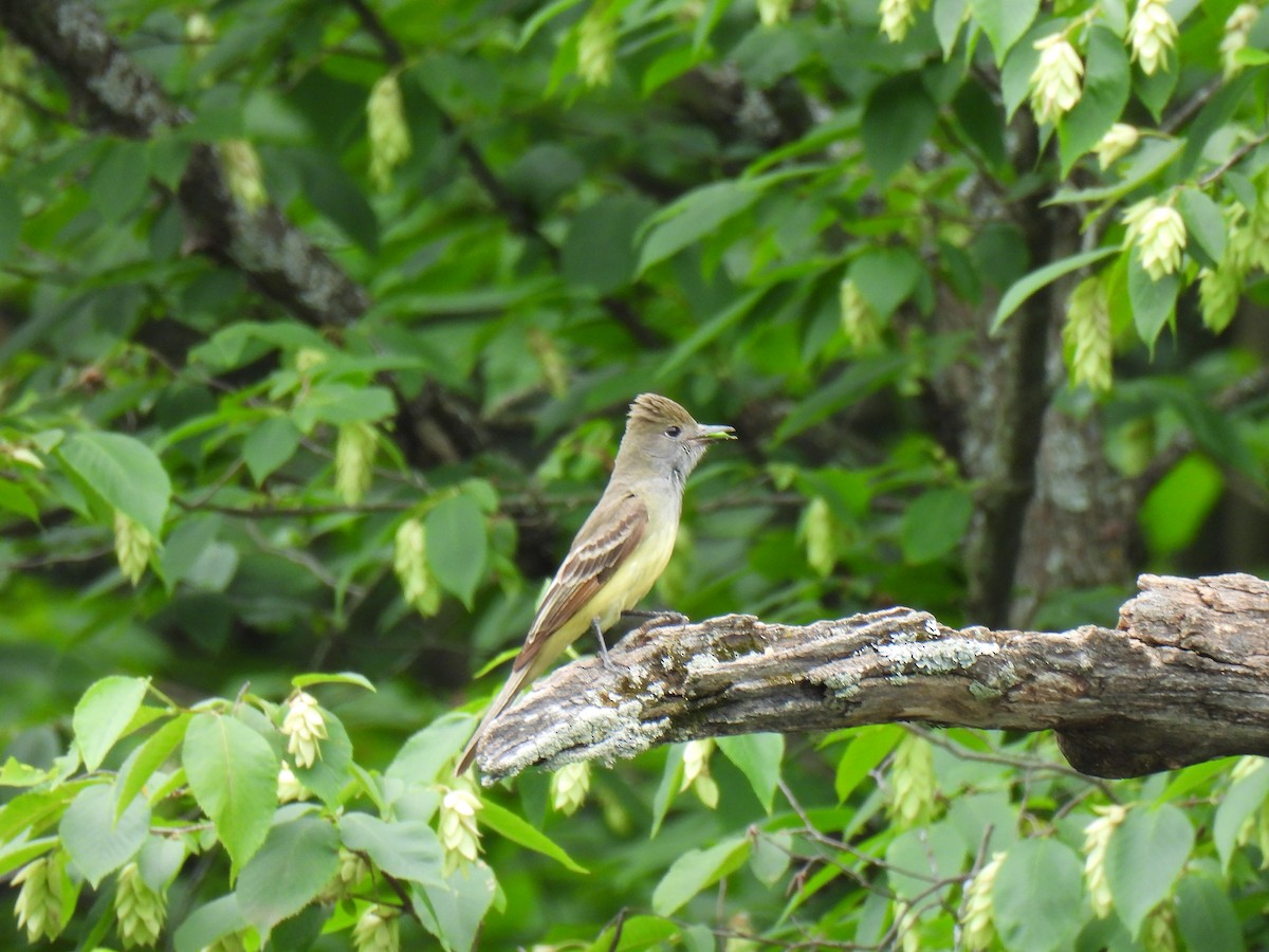Great Crested Flycatcher - ML620672541