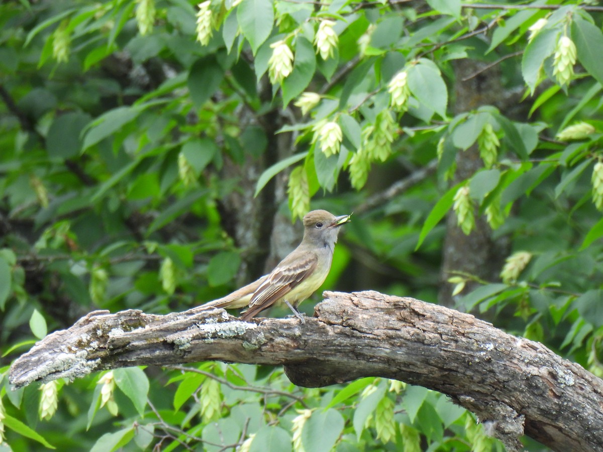 Great Crested Flycatcher - ML620672542