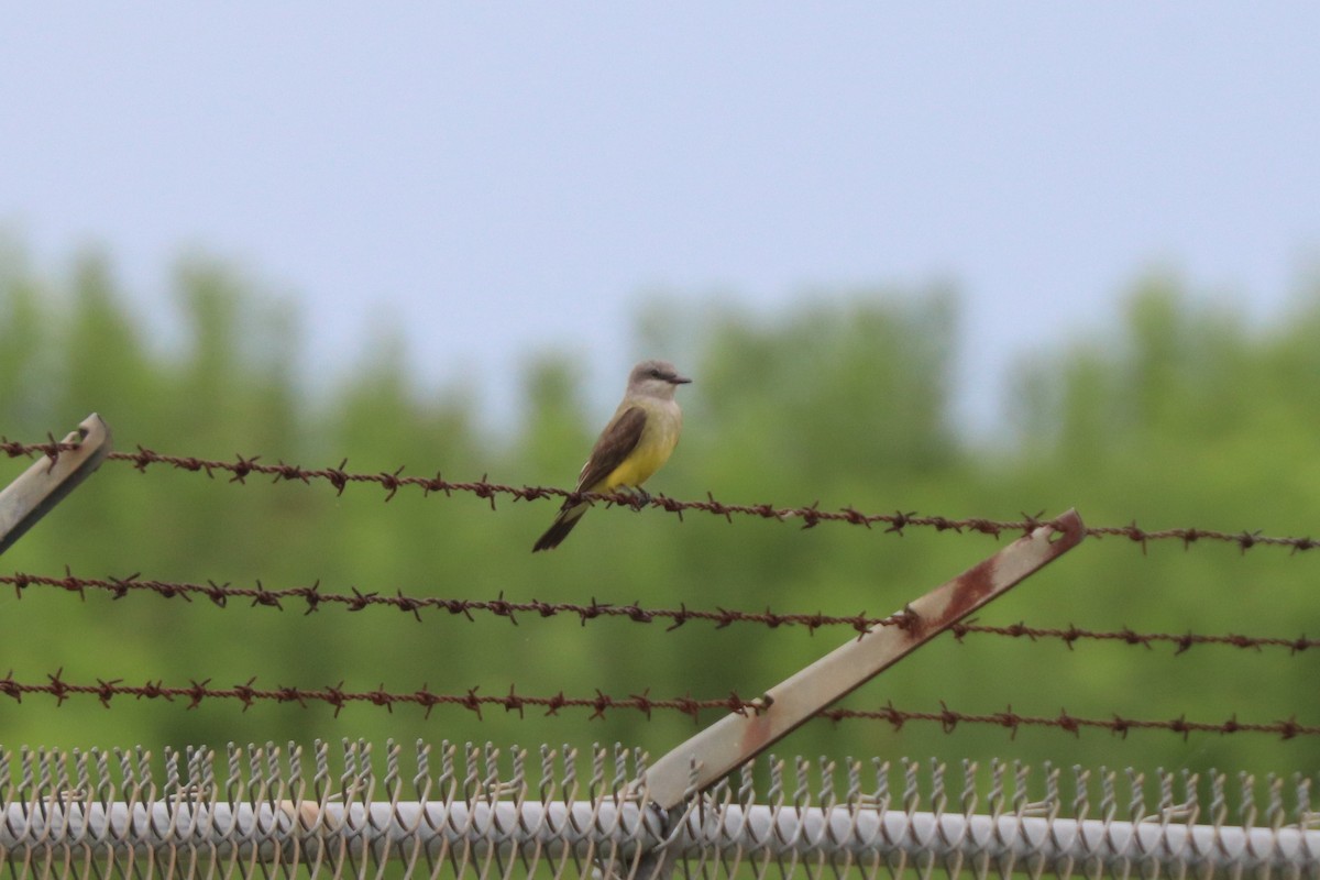 Western Kingbird - ML620672543