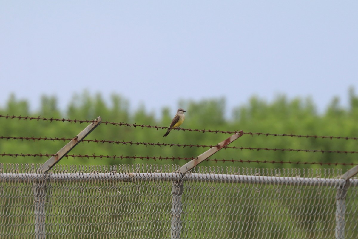 Western Kingbird - ML620672544