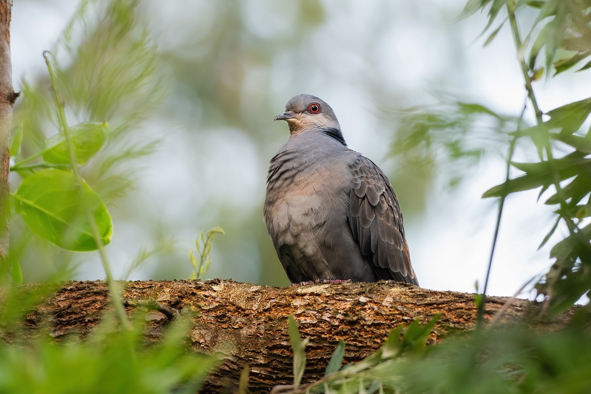 Dusky Turtle-Dove - ML620672554