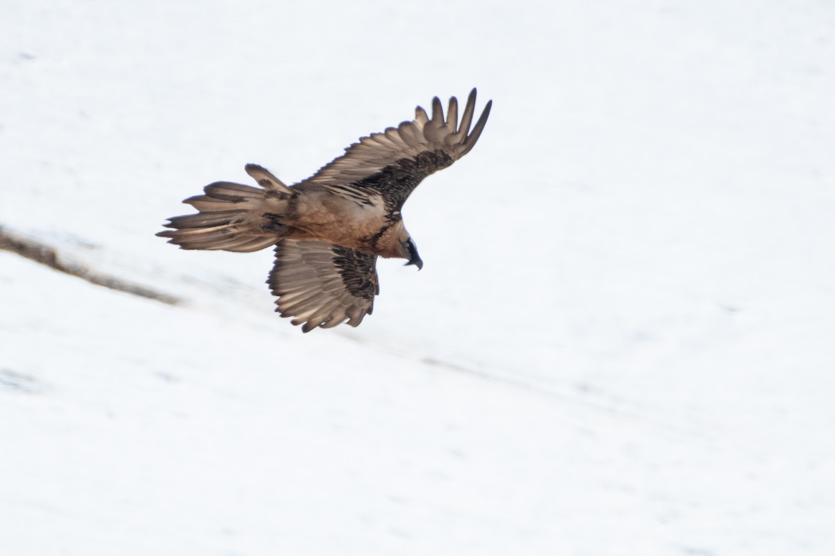 Bearded Vulture - ML620672556