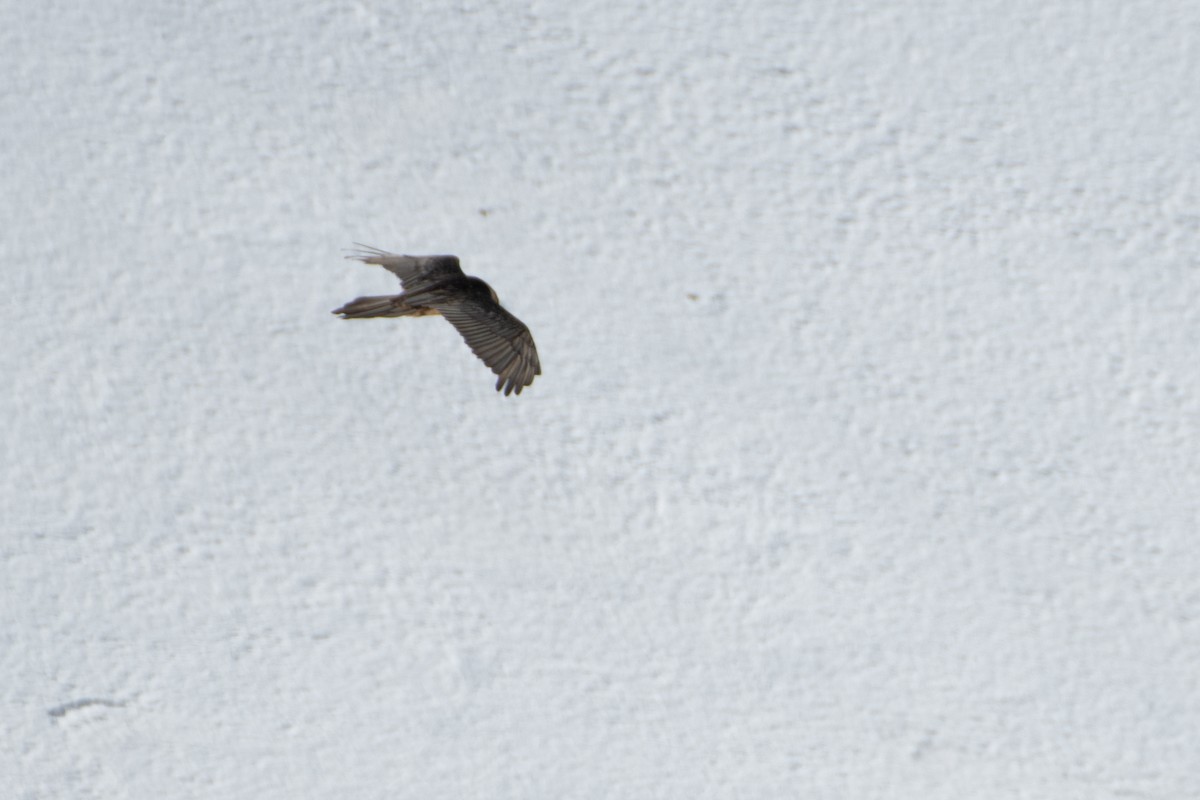 Bearded Vulture - ML620672558