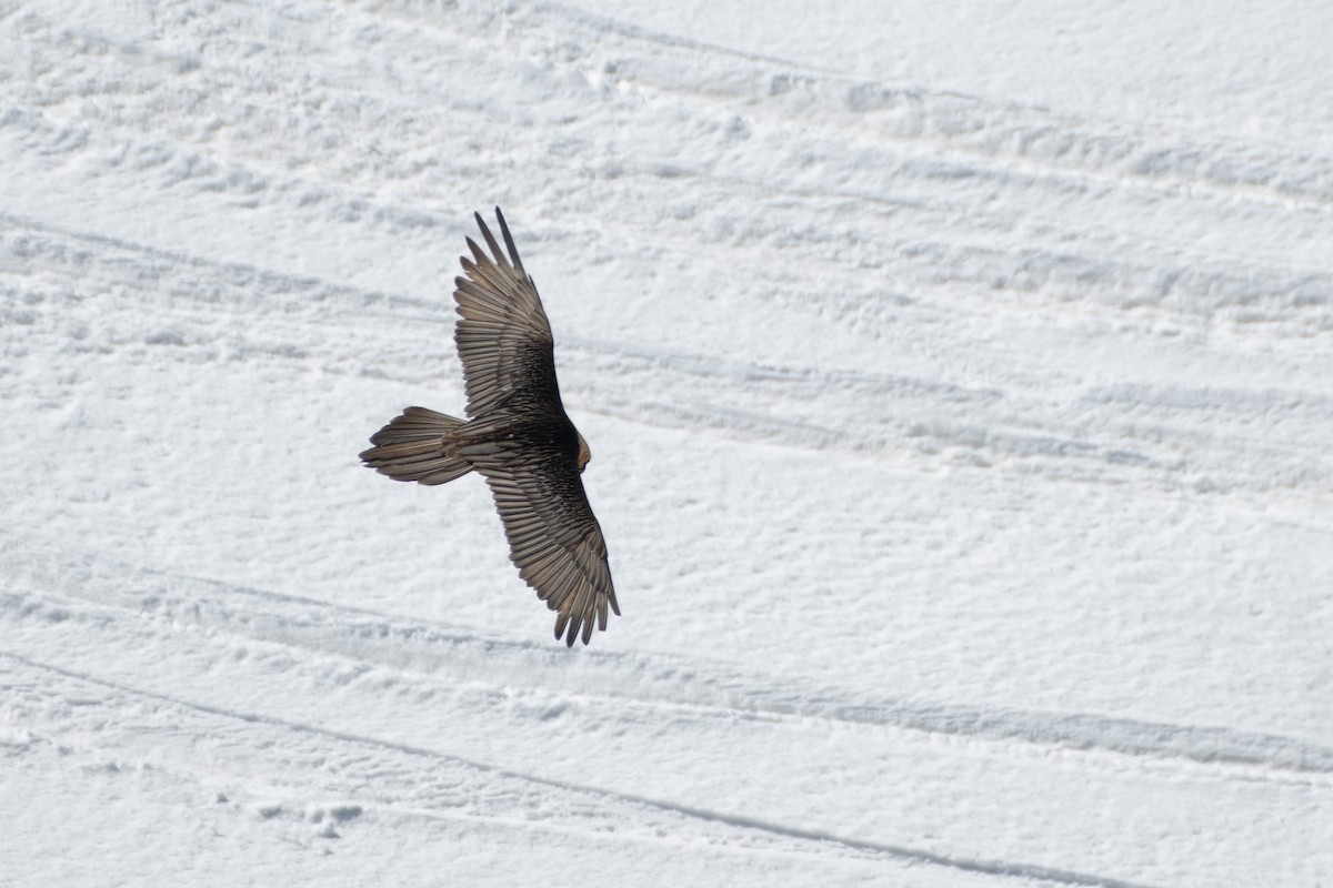 Bearded Vulture - ML620672560