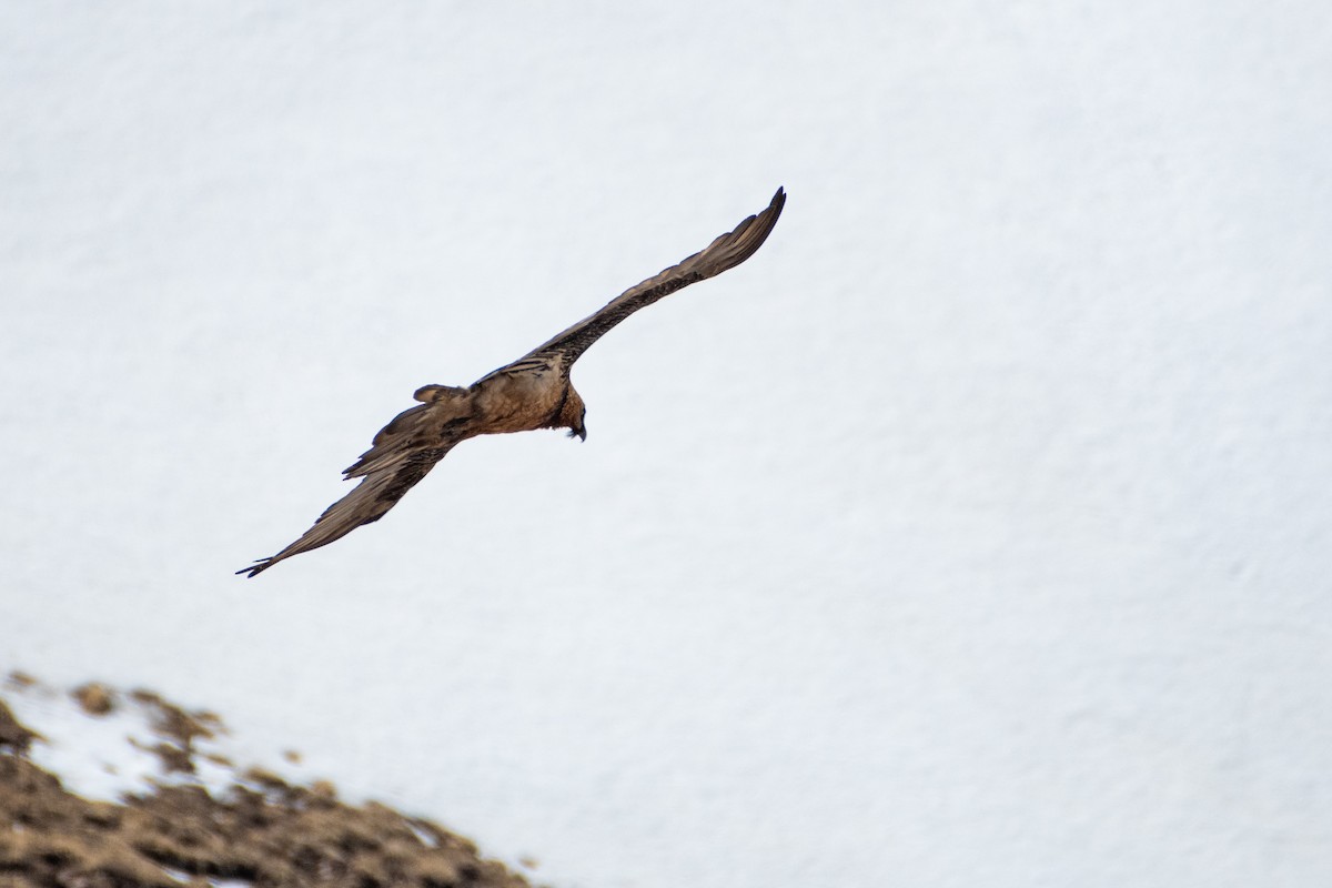 Bearded Vulture - ML620672562