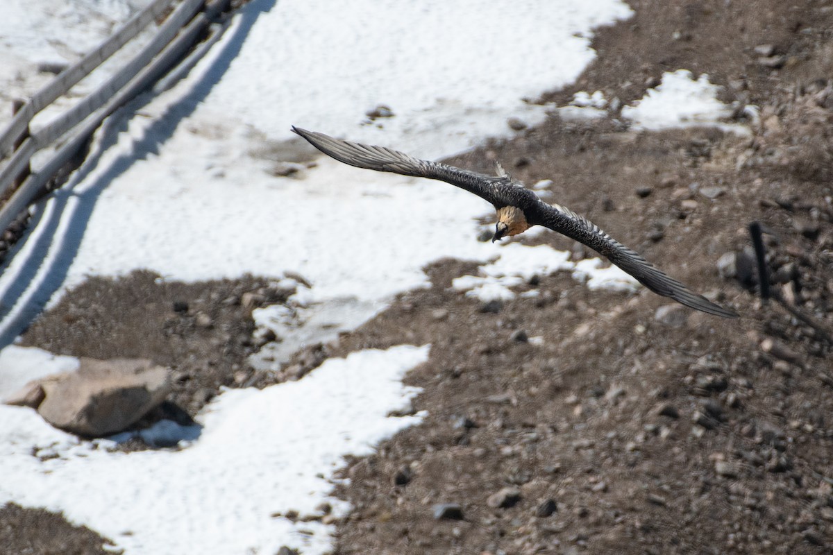 Bearded Vulture - ML620672563