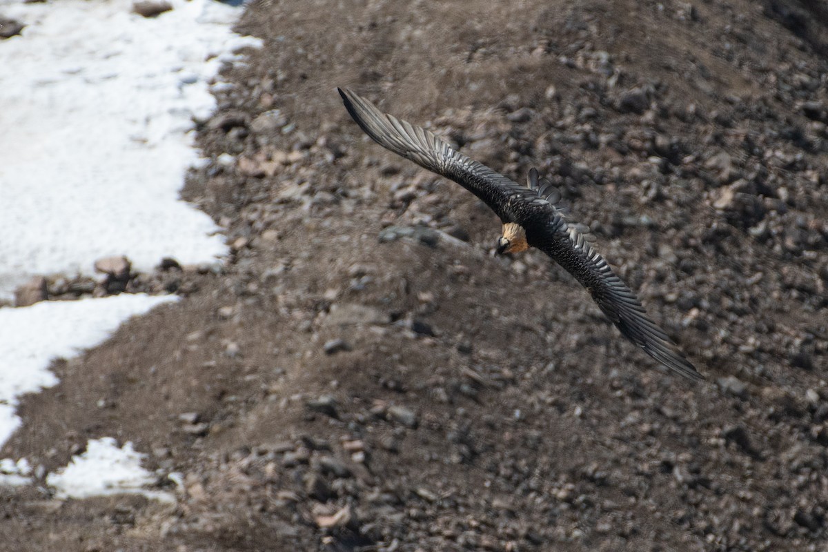 Bearded Vulture - ML620672564