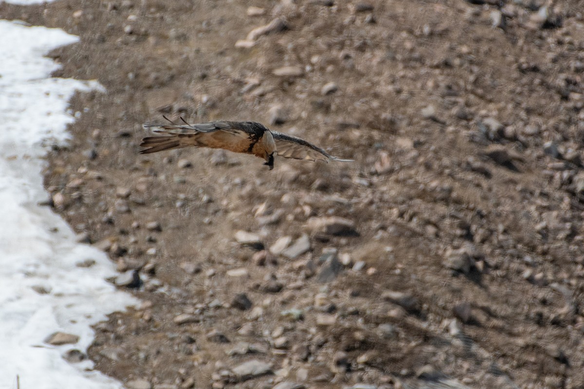 Bearded Vulture - ML620672565