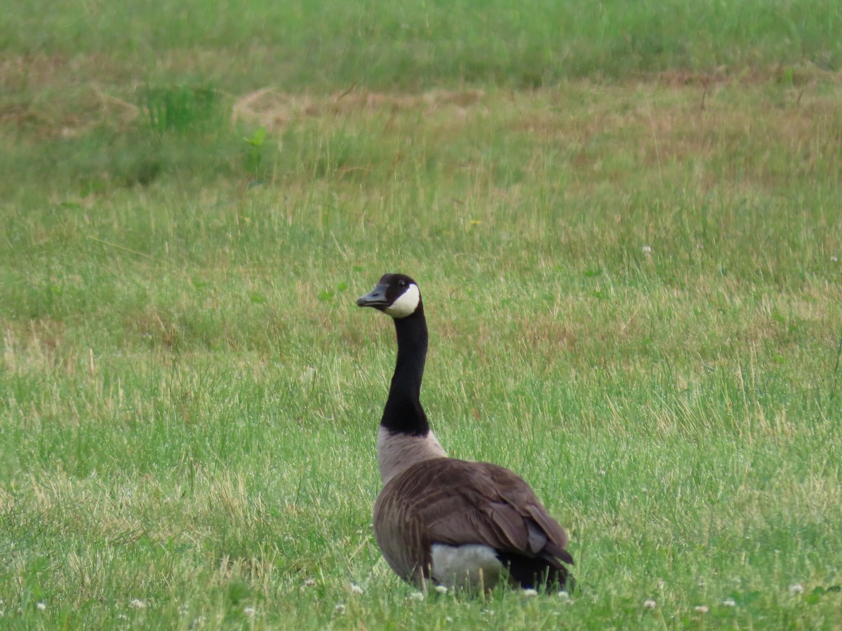 Canada Goose - ML620672566