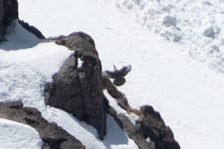 Himalayan Snowcock - ML620672567