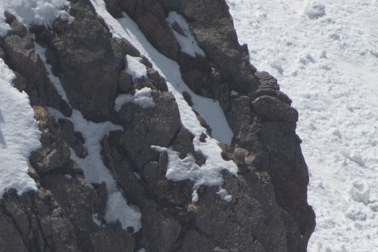 Himalayan Snowcock - ML620672568