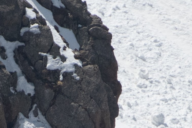 Himalayan Snowcock - ML620672569