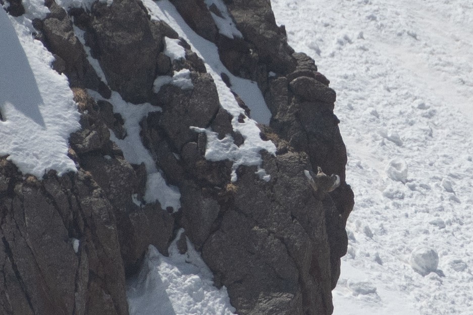 Himalayan Snowcock - ML620672570