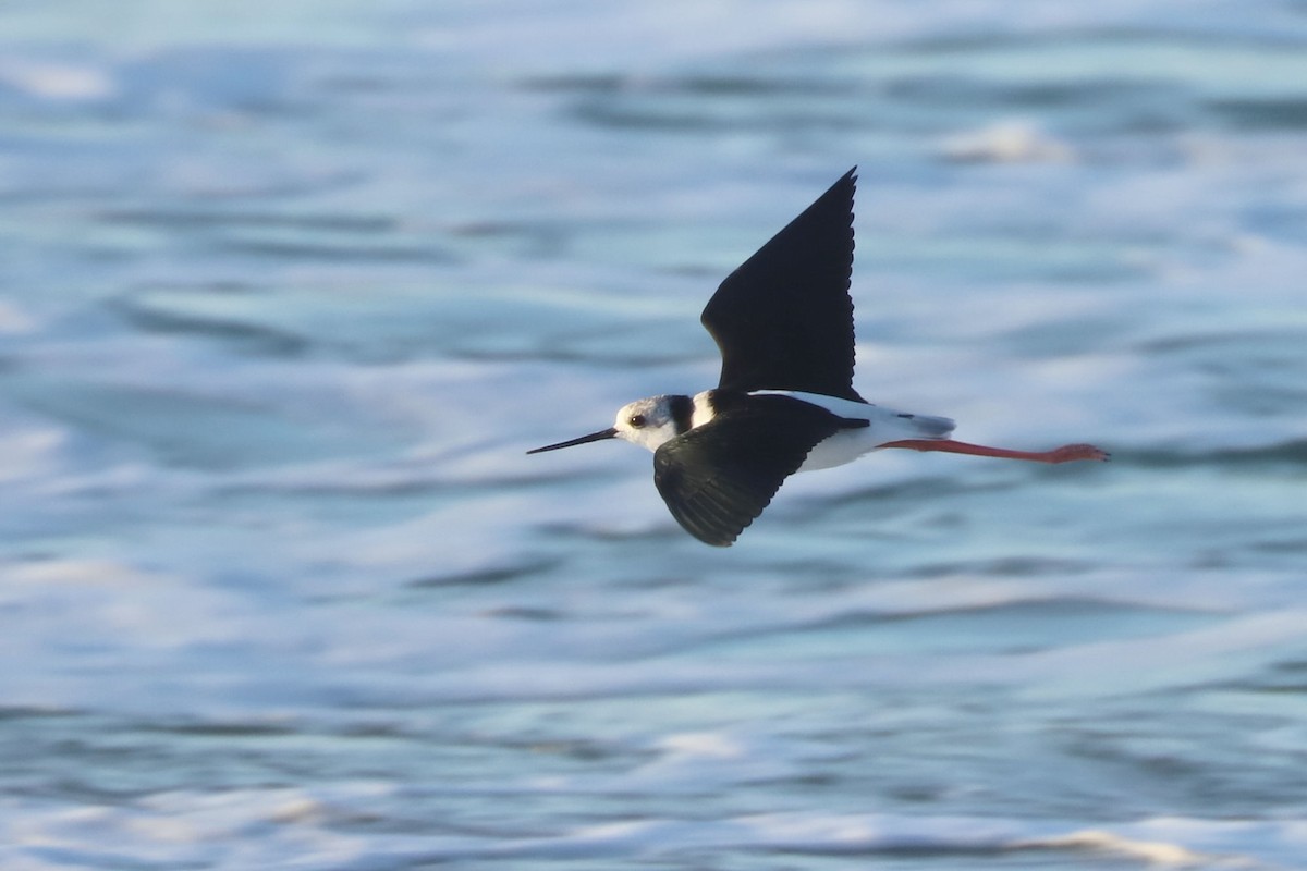 Pied Stilt - ML620672572