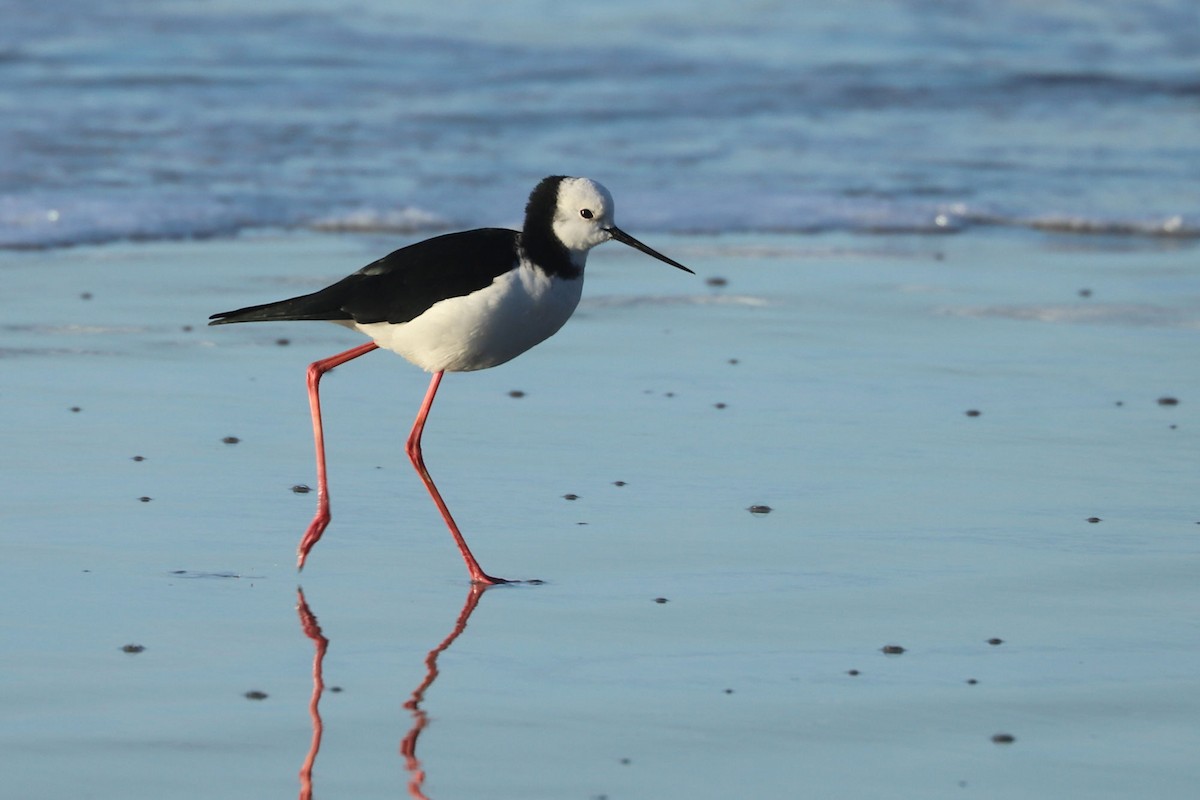 Pied Stilt - William Hull